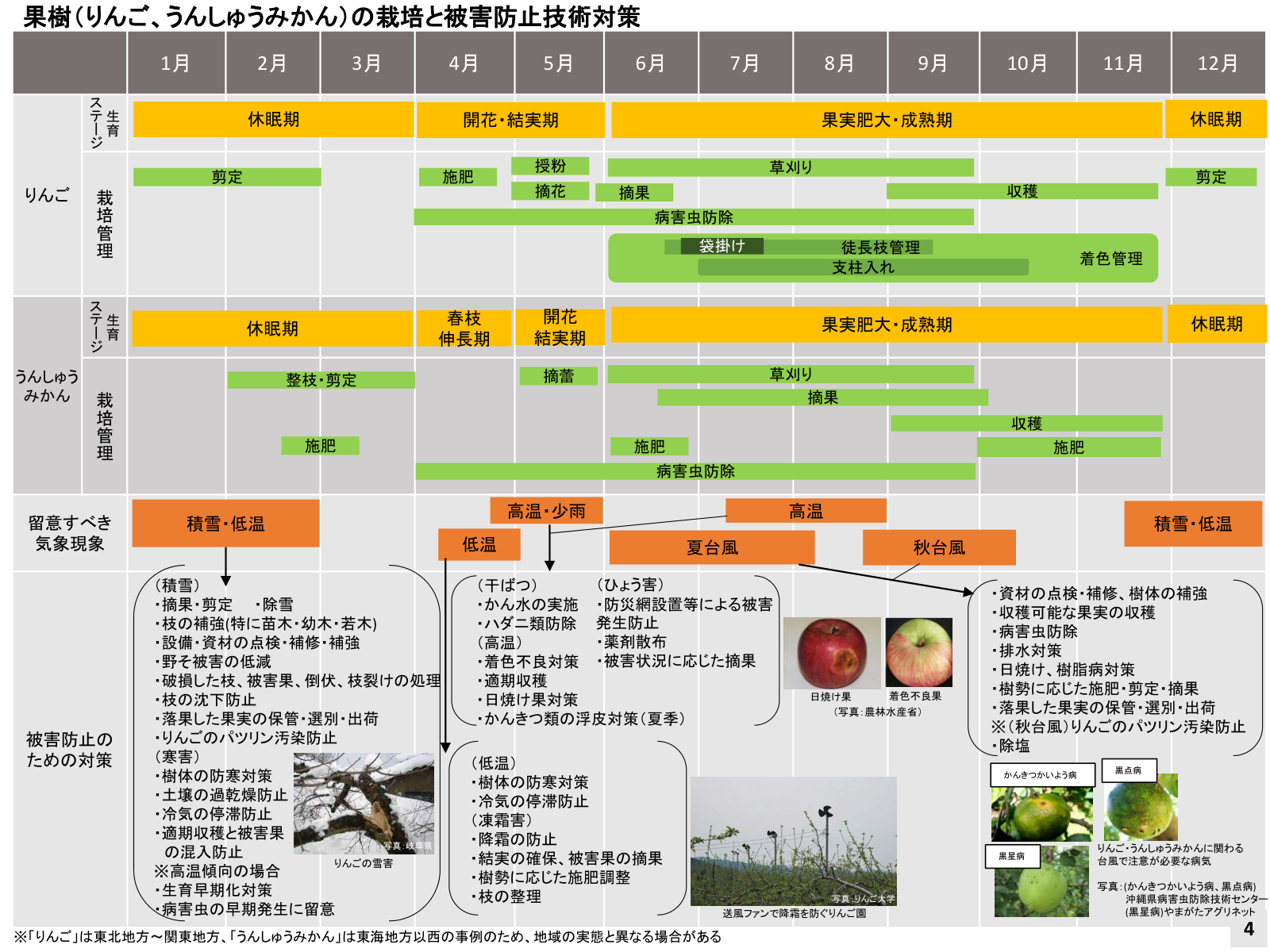 りんごとうんしゅうみかんの年間の生育ステージ・栽培管理と、高温・台風・積雪など気象現象ごとの被害防止対策の一覧。日焼け果と着色不良果の写真つき。