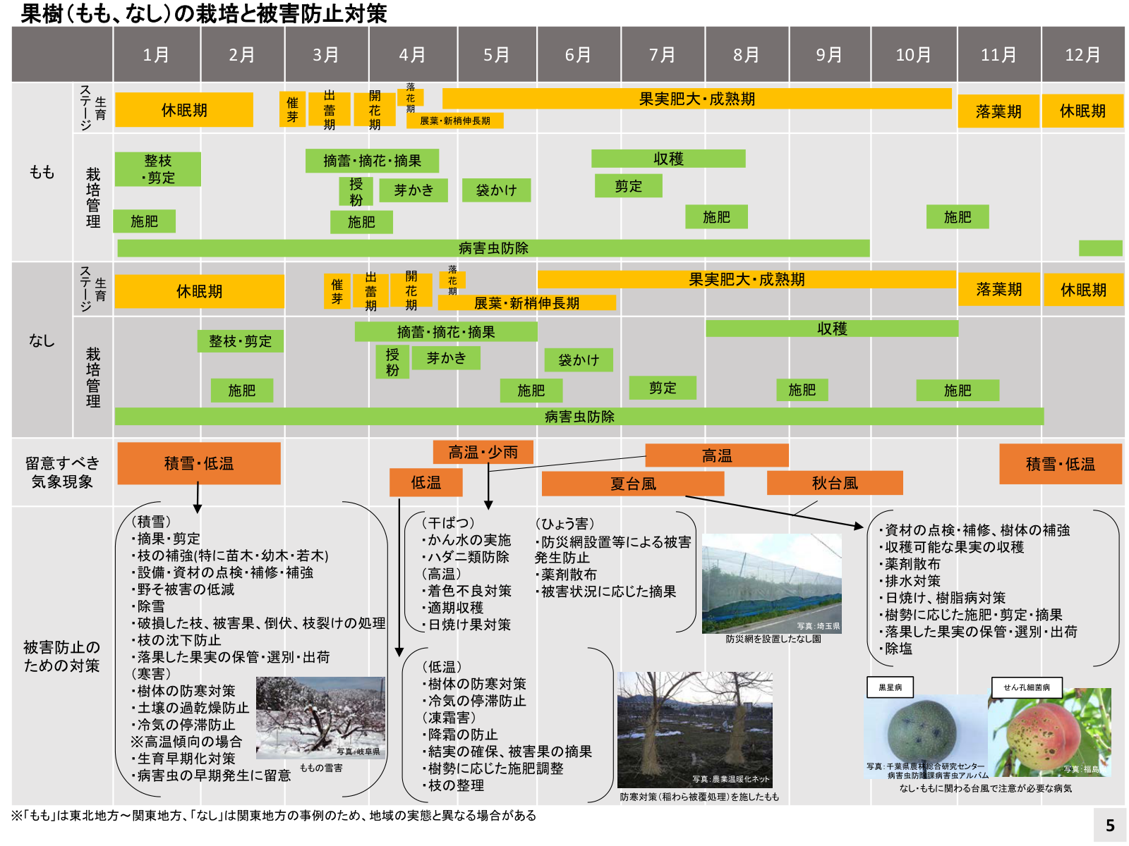 ももとなしの年間の生育ステージ・栽培管理と、高温・台風・積雪など気象現象ごとの被害防止対策の一覧。防災網を設置したなし園の写真つき。