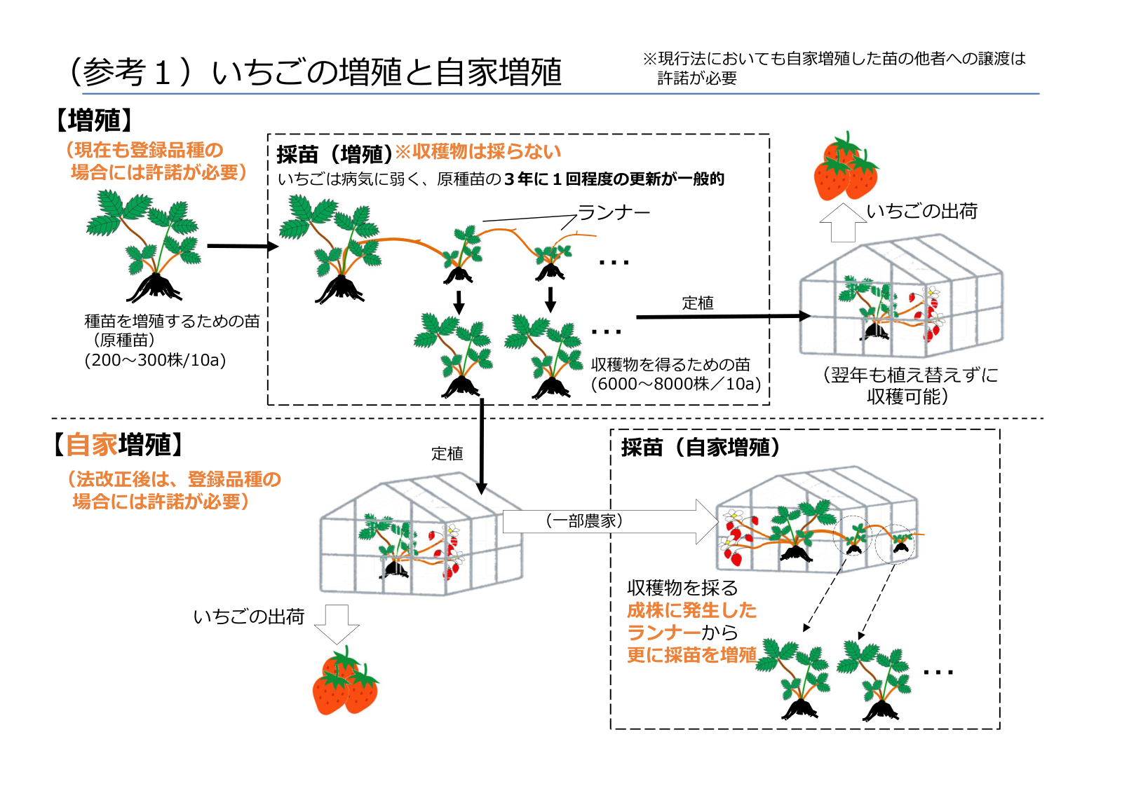 いちごの増殖と自家増殖の関係図。原種苗200〜300株を10アール分用意し、ランナーから収穫用の苗6000〜8000株を採苗する流れと、収穫株のランナーからさらに採苗する自家増殖の流れ。