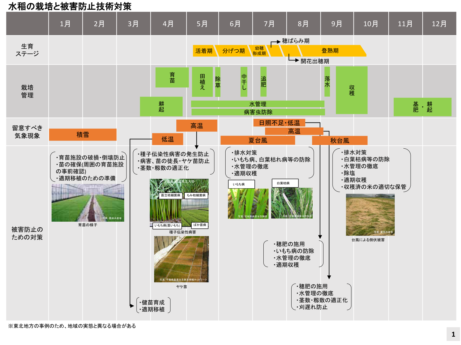 水稲の栽培暦と気象別の被害防止対策