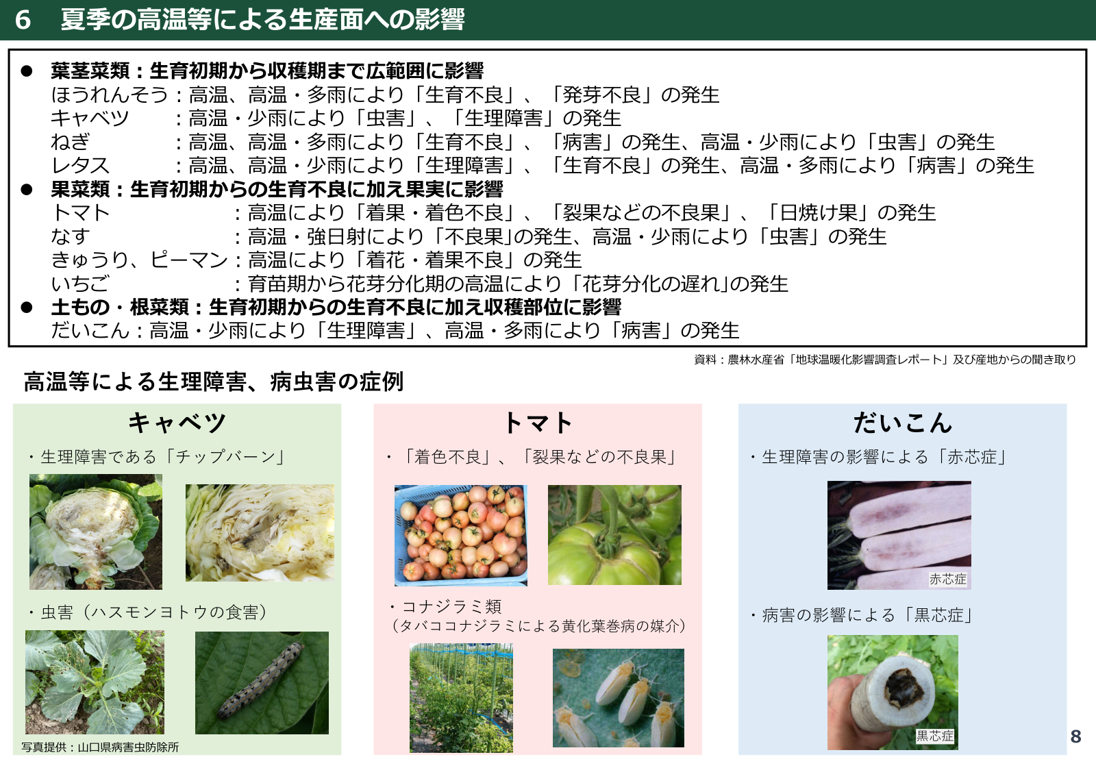 適応策の事例と高温耐性品種の特徴の整理。